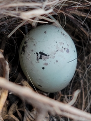 Chondestes grammacus