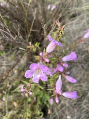 Agalinis genistifolia