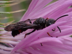 Cerceris concinna