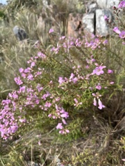 Agalinis genistifolia
