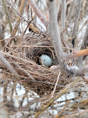 Chondestes grammacus