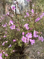 Agalinis genistifolia