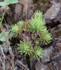 Petrosedum forsterianum