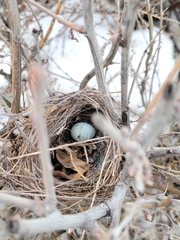 Chondestes grammacus