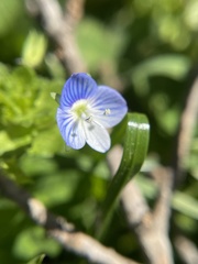 Veronica persica