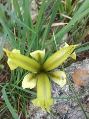 Iris grant-duffii
