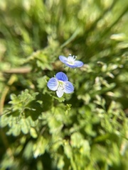 Veronica persica