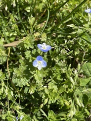 Veronica persica