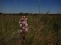 Satyrium hallackii ocellatum