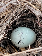 Chondestes grammacus