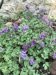 Corydalis solida