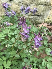 Corydalis solida
