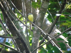 Pogonotriccus eximius