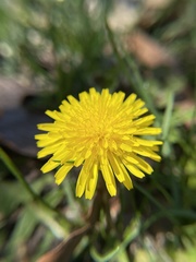 Taraxacum officinale