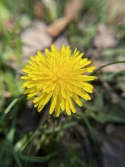 Taraxacum officinale