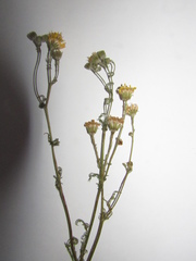 Jacobaea borysthenica