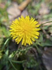 Taraxacum officinale