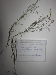 Linaria odora