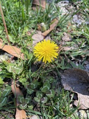 Taraxacum officinale