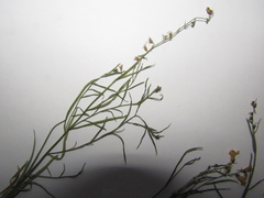 Linaria odora
