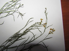 Linaria odora