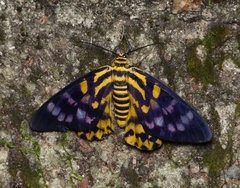 Dysphania subrepleta