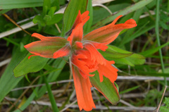 Castilleja miniata dixonii