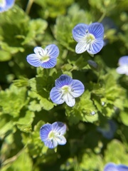 Veronica persica