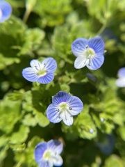 Veronica persica