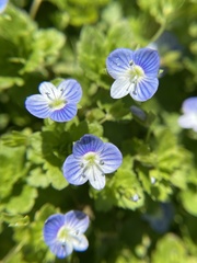 Veronica persica