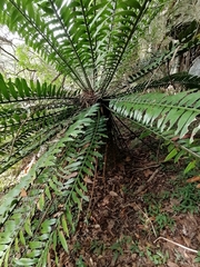 Encephalartos altensteinii