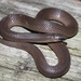 Rough Earthsnake - Photo (c) Ty Smith, some rights reserved (CC BY-NC), uploaded by Ty Smith