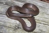 Rough Earthsnake - Photo (c) Ty Smith, some rights reserved (CC BY-NC), uploaded by Ty Smith