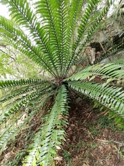 Encephalartos altensteinii