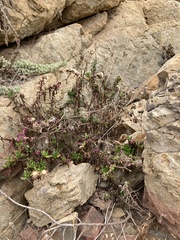 Senecio cerberoanus