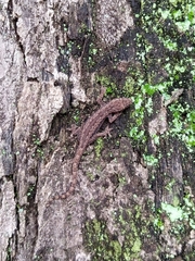 Hemidactylus platyurus