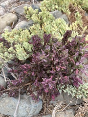 Senecio cerberoanus