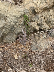 Senecio cerberoanus