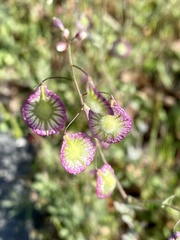 Thysanocarpus radians