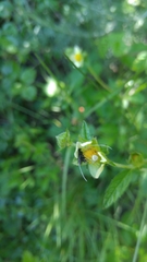 Adela septentrionella