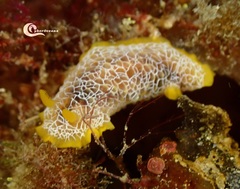 Doriopsilla areolata