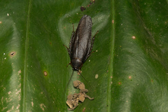 Rhabdoblatta takahashii