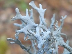 Pseudevernia consocians