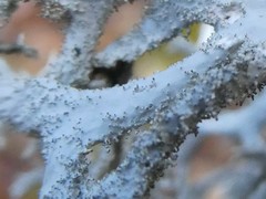 Pseudevernia consocians