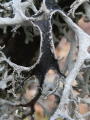 Pseudevernia consocians