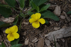 Viola vallicola