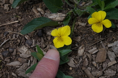 Viola vallicola