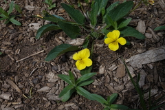 Viola vallicola