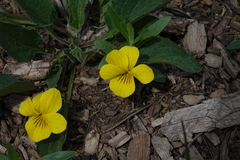 Viola vallicola