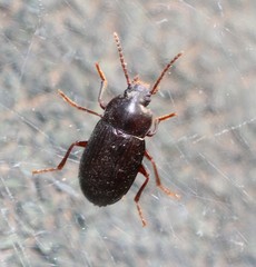 Nalassus dermestoides